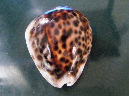 Cypraea Tigris 62.6 mm F+++/GEM  very unusual HEAVILY callous TIGRIS WOW - Picture 4 of 11