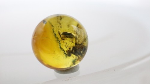 Amber Bead 8.43 mm NOT DRILLED Sphere with Rare Insect trapped for Million Years - Imagen 5 de 11