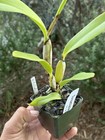Yellow Compact Cattleya (Pot. Golden Circle x Slc. Candy Sparks) 11632 #2 — photo 8