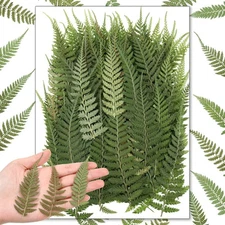 Fabbay 200 Pcs Pressed Dried Flowers Leaves Real Natural Ferns Dried Leaves P...