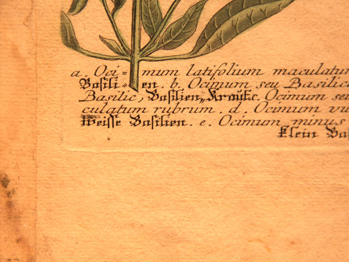 3 antiguos grabados botánicos coloreados a mano historia natural Latifolium Maculatum - Imagen 4 de 10