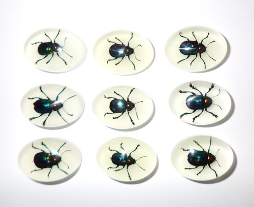 Insect Cabochon Shining Leaf Beetle Oval 18x25 mm Glow in the Dark 18 pcs Lot - Picture 3 of 13