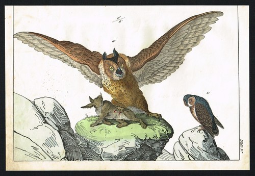 Eagle Owl Praying on Rabbit, Antique Natural History Print - Schubert 1870