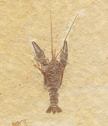 EXTINCTIONS- BEAUTIFUL, TEXTBOOK SOLNHOFEN LOBSTER FOSSIL - FANTASTIC DETAIL! - Picture 2 of 5