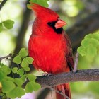 redcardinalstore