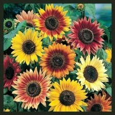 Sunflower AUTUMN BEAUTY MIX Branching Multiple Flowers Non-GMO 100 Seeds