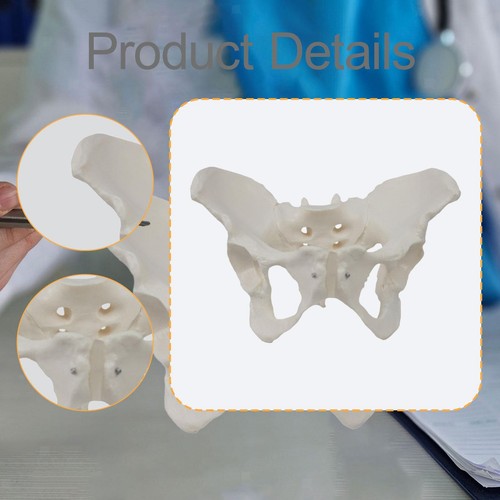Female Pelvis Model Display Medical Science Learning Teaching Equipment - Picture 4 of 4