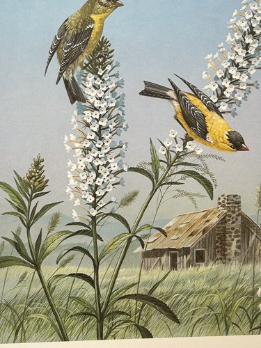 Impresión de artista Don Balke numerada firmada jilgueros mariposa arbusto arte de tocar - Imagen 7 de 16