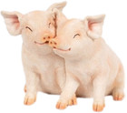 Cuddling Pigs Garden Ornament Home Decor Figurine Statue Ideal Gift