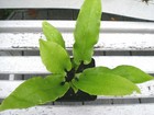 Hart's Tongue Fern Perennial - Shade Plant - Evergreen 'asplenium scolopendrium'