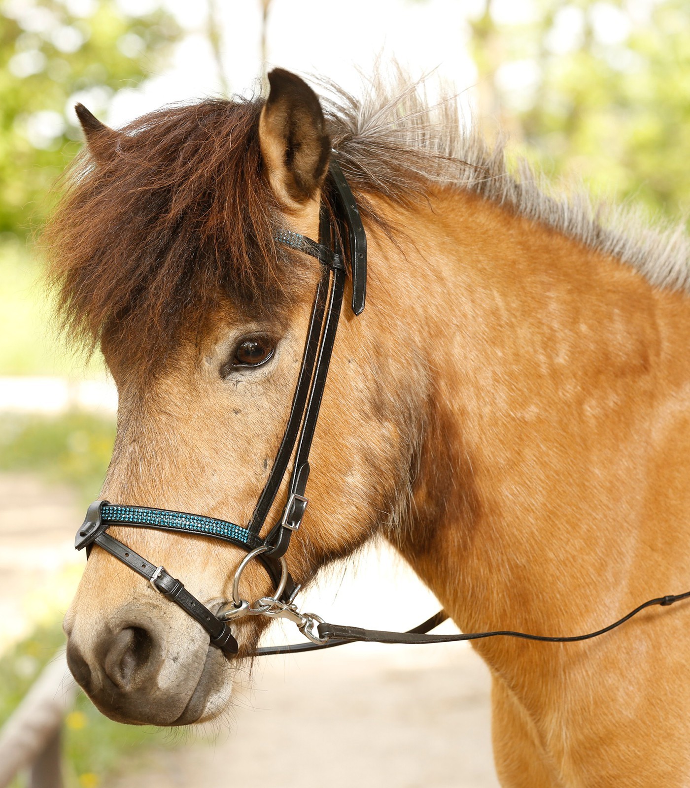 Isand Trense Grindavik Isländerzaum Isländertrense Zaum Isländer Strass türkisbl Isand Trense Trense Trense Grindavik Isländerzaum Isländertrense Zaum Isländer Strass türkisbl eb4158