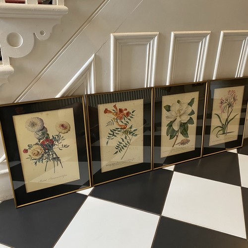 4x Vintage Botanische Drucke Georg Ehret Blumen Floral Gerahmt 13" x 17,5"