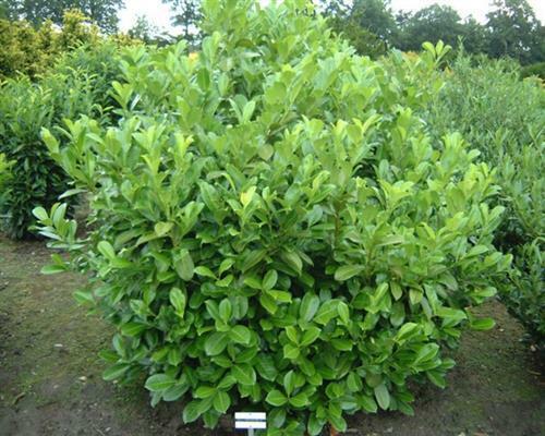 5 Stück Kirschlorbeer Rotundifolia Heckenpflanze Prunus im Container 30-40 cm