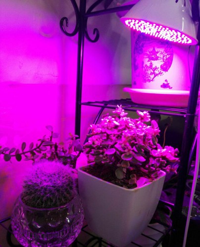 126 led Grow lights Plant lamp bulb E27 for flower veg hydro system veg bloom - Imagen 4 de 6