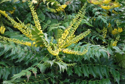 MAHONIA JAPONICA 10 BACCHE PER GRAMMO CIRCA - Imagen 3 de 3