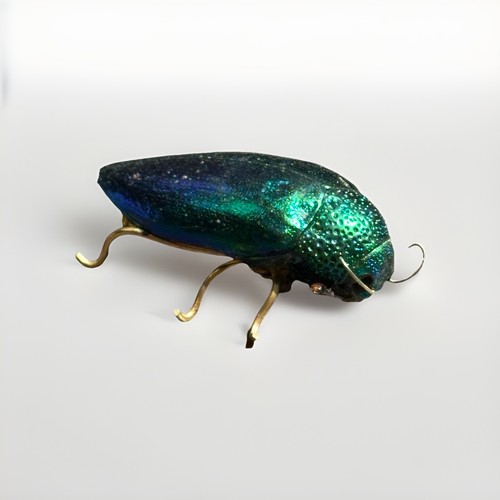 Vintage Echt Juwel Käfer Brosche irisierendes Exemplar Anstecknadel Entomologie Goth Naturecore
