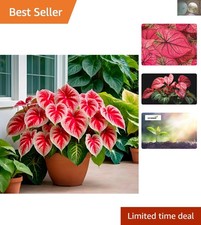 6 Stunning Crimson Sky Caladium Bulbs - Perfect for Full Sun Garden Displays