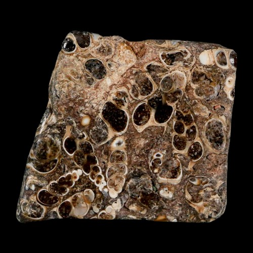 1.8" Polished Cut Slab Of Fossil Turritella Shells Eocene Age Wyoming Gastropod - Afbeelding 2 van 7