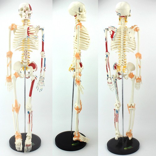 33"/85cm Flexible Skeleton Model with Muscle Painted/Ligament Medical anatomy - Picture 2 of 15