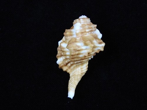 Sea Shell Ranularia sarcostoma 52,9 mm ID#8833 - Imagen 2 de 3