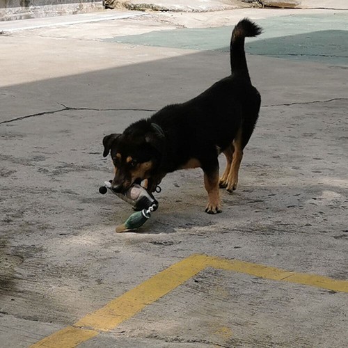 Für Trainings hunde Hunde-Trainings spielzeug - Photo 7/14