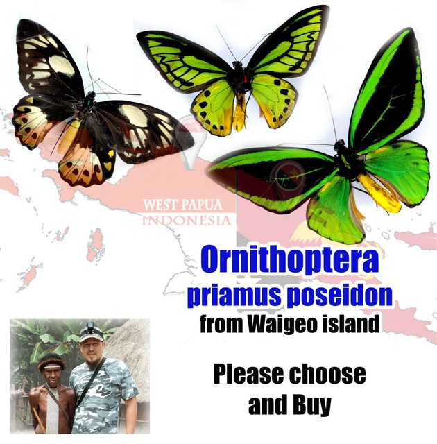 Ornitoptera priamus poseidon from Waigeo island and Merauke province Indonesia Ornitoptera priamus poseidon from Waigeo island and Merauke province Indonesia