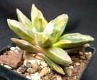 Picture 17 of 24