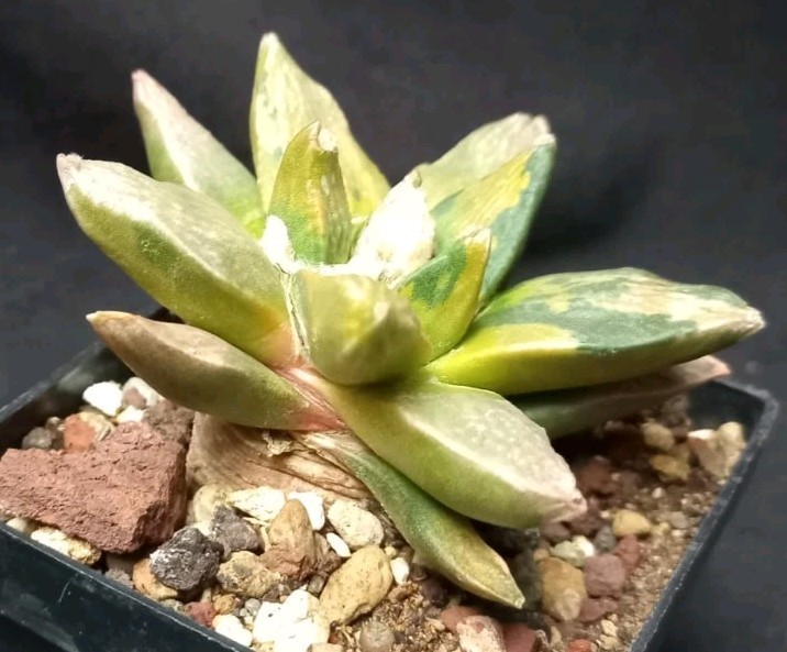 Picture 17 of 24