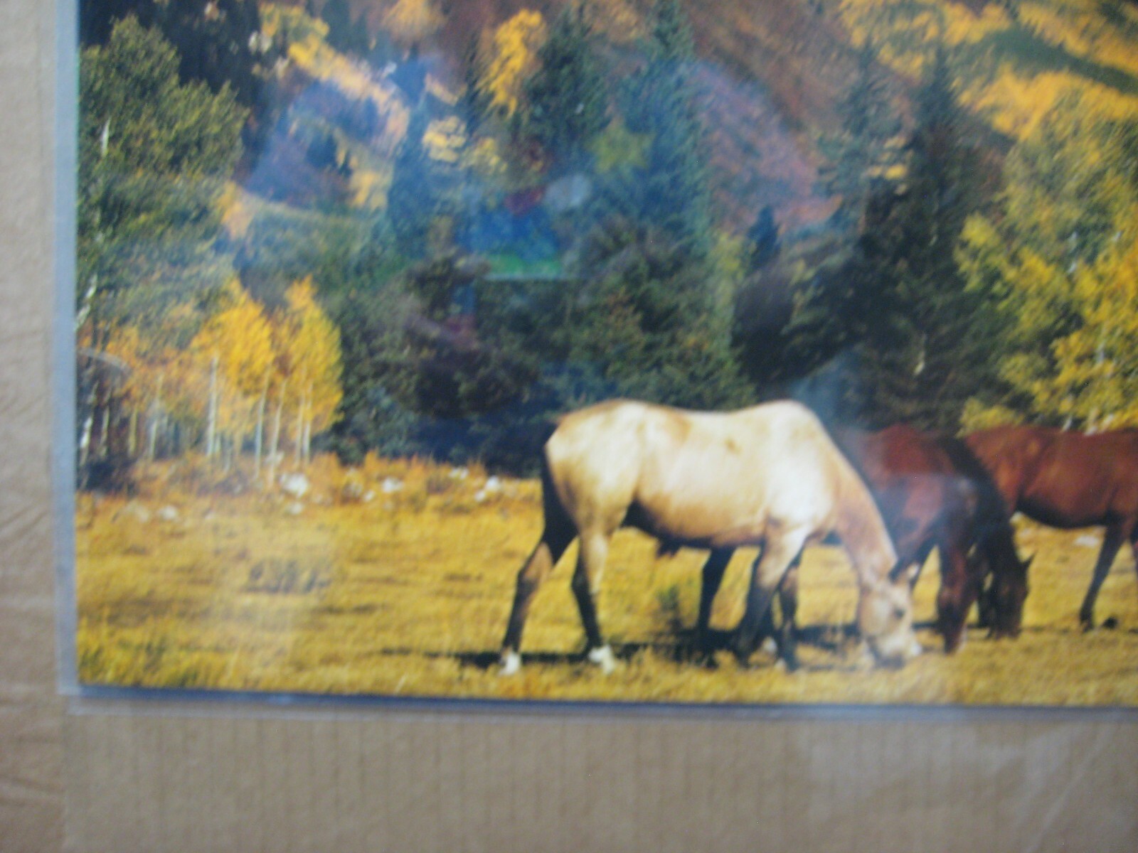 Picture 4 of 5