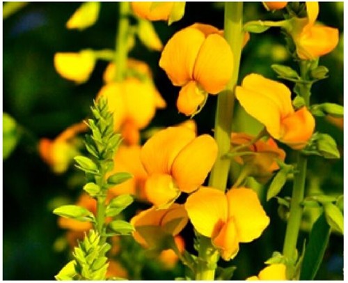 Crotalaria spectabilis SHOWY RATTLEBOX golden yellow flowers - 5 Sementes - Picture 4 of 6