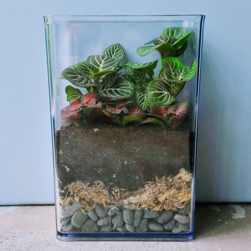 ABGIL GLASS MOULDED TERRARIUM RECTANGULAR JAR WITH GLASS COVER - Picture 2 of 2