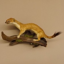 Ermellino Donnola Estate Pelliccia Preparato Altezza 16 CM Animale Imbalsamato