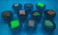 Live Cyphastrea Coral Assorted Frags Easy (for SPS) Small Polyp Stony Coral