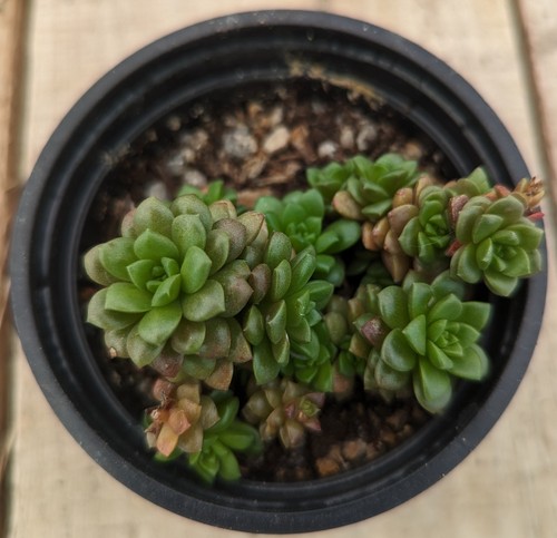 x Cremnosedum ‘Little Gem’ - Picture 2 of 3