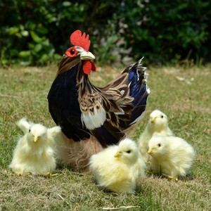 Realistic Hen Chicken Real Feather Replica Prop Farm Animals Store
