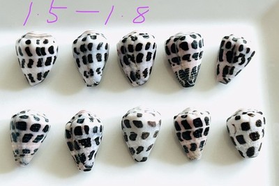 Hebrew Shell Pattern Top Hebrew cone shell from japan Shells of Okinawa 15mm to 18mm | eBay