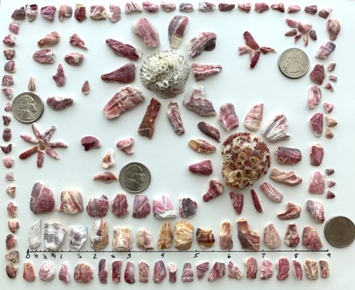 150 pc Barnacle fragments art frame craft mixed media shells beach seashells USA - Picture 2 of 11
