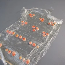 Nasco Life/form Moulage Wound - Chicken Pox Roll NEW Realistic Replica