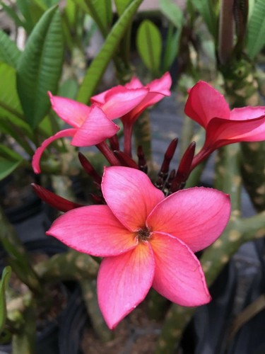 Plumeria rubra, Frangipani Intense Rainbow - 5 Siehe - Bild 4 von 6