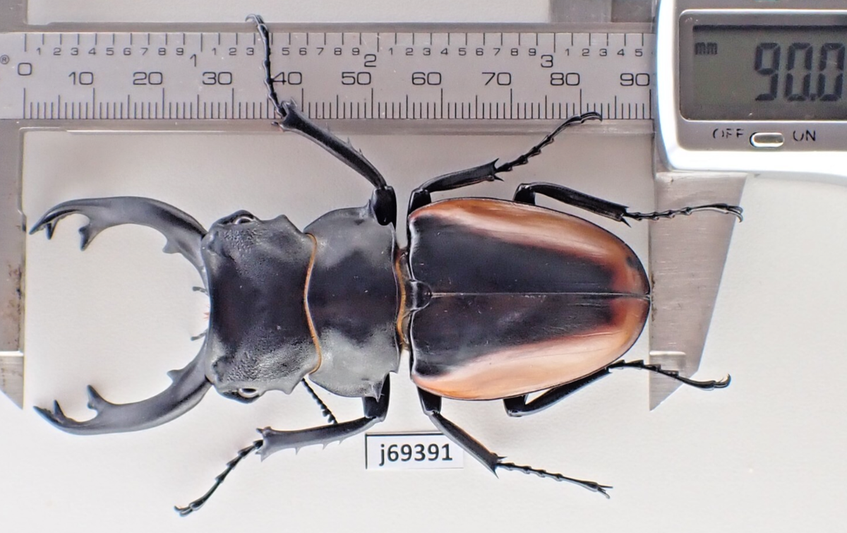 j69391. Insects, Lucanidae: Odontolabis Cuvera sp. Vietnam Central