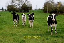 Photo 6x4 Cattle, Kilnaheery Curr Pictured along Springhill Road c2018
