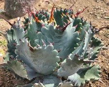 Agave "Indigo Fusion" (A. potatorum ‘Spawn’ x A. isthmensis) Rare Starter Plant!