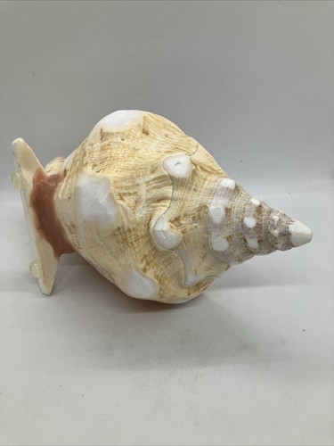 Vintage Conch Sea Shell Serving Bowl Dish With Spoon 10” - Picture 5 of 11