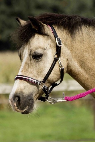 Busse Nobility LEATHER HORSE HALTER Best Bridle Leather Rhinestone Pink P SH MSH Busse Nobility LEATHER HORSE HALTER Best Bridle Leather Rhinestone Pink P SH MSH