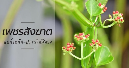 Thai Natural Herb Umbelliferae Hemorrhoids No steroid Irregular menstruation - Picture 6 of 7