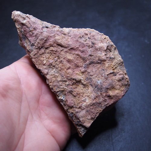 Mahoumacrinus sp. Scyphocrinites elegants Crinoid Devonian Fossil - Picture 9 of 9