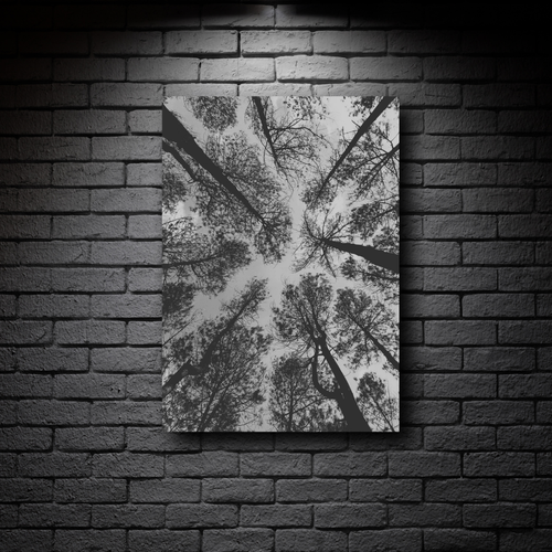 Schwarz-Weißwald Leinwand - Ansicht Kiefer nach oben - Minimal Natur Wandbild - Bild 4 von 45