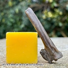 Rare: fossil bird bone, woolwich beds, paleocene-eocene, beltinge, kent, uk