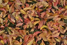 15 Chinese Pistache Pistacia chinensis Seeds