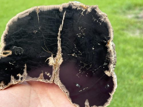 Polished Pyrite Petrified Wood (Sloanea) Yegua Formation - Picture 4 of 7